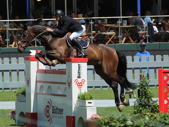 球迷的支持 球迷的支持